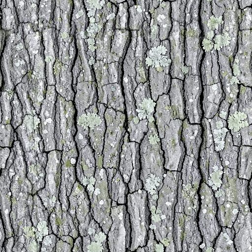 Seamless cracked old bark texture